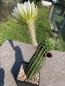 Preview: Trichocereus Hybrid weiss